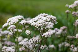 گیاه سنبل‌الطیب (Valerian): تداخلات داروئی و احتیاطات مصرف